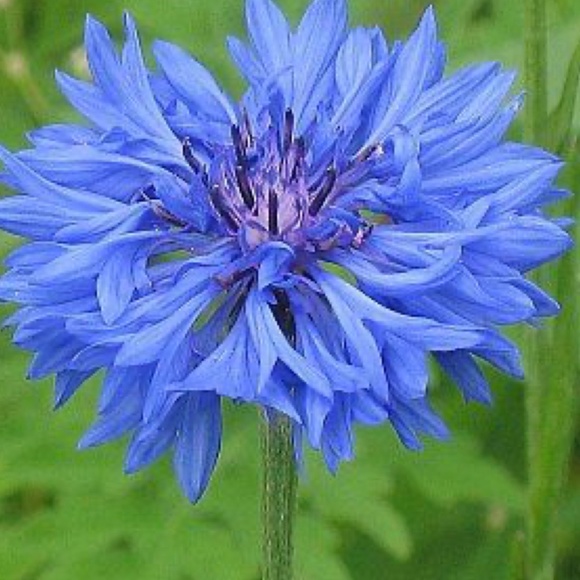 Meet your Posher,  BlueWildFlower - Picture 2 of 2